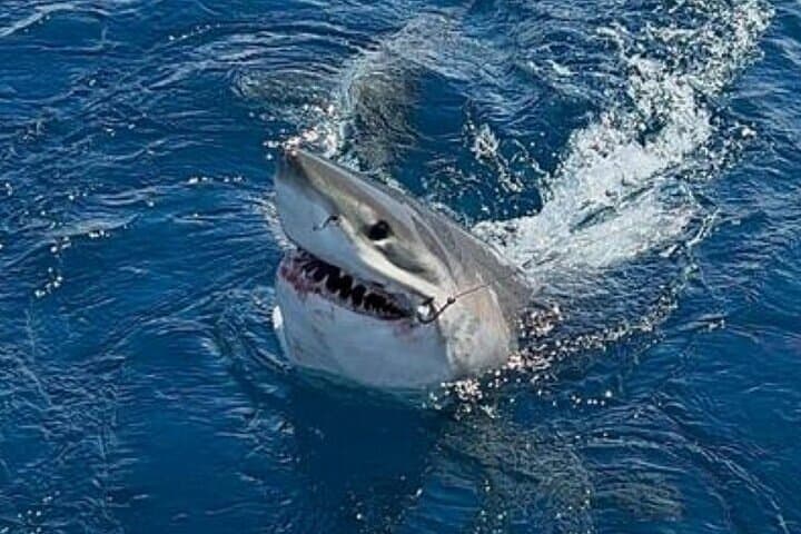 Private Half Day Deep Sea Sportfishing Charter in Fort Lauderdale 4