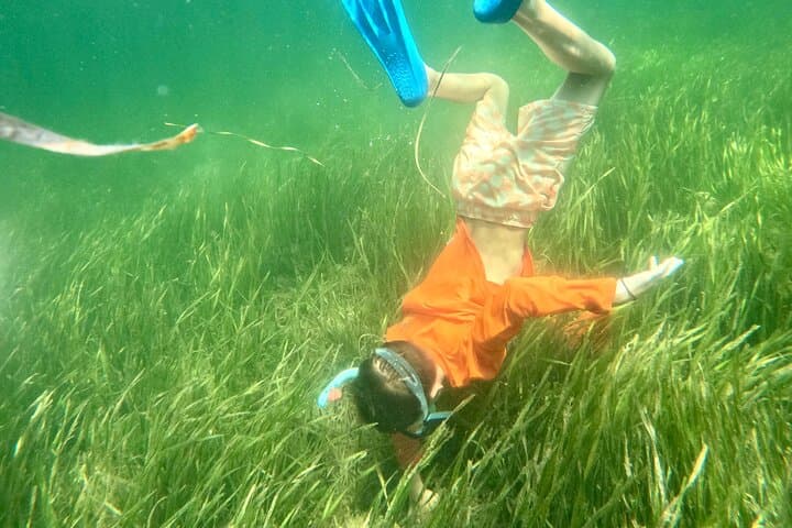 Premier Scalloping Adventure on Florida's Nature Coast 3
