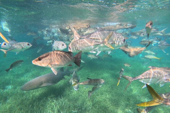 Fishing and Snorkeling Combo Tour from Hopkins Belize