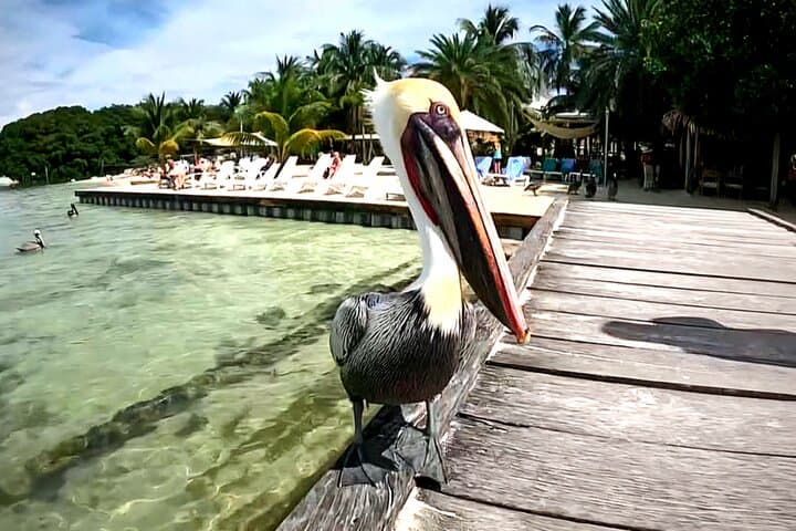 Full Day Snorkeling Adventure in Belize  2