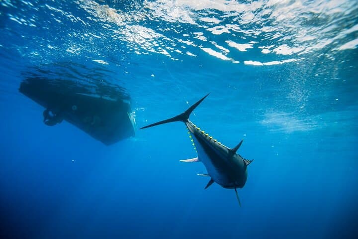 Tuna Fishing Adventure in the Adriatic Sea 3