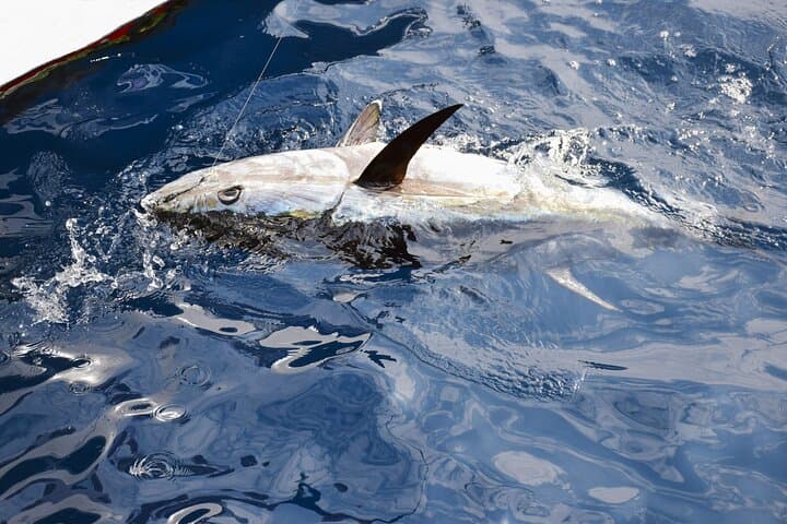 Tuna Fishing Adventure in the Adriatic Sea 4