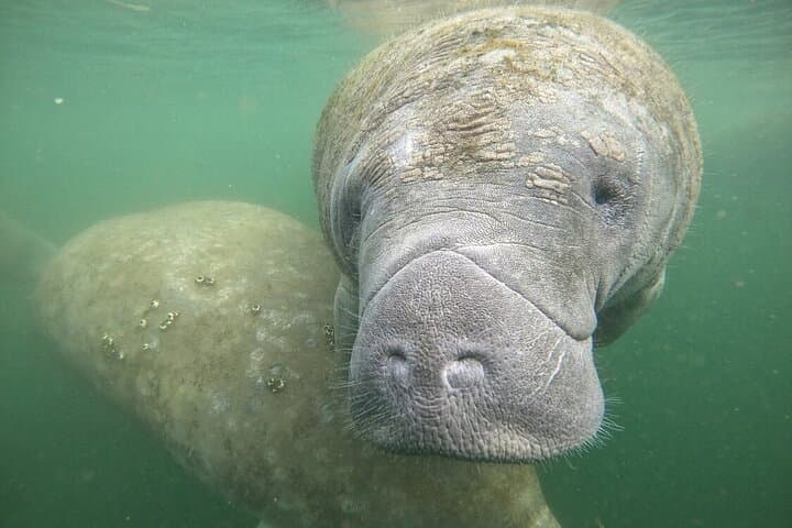 Semi Private Manatee Swim Tour 2