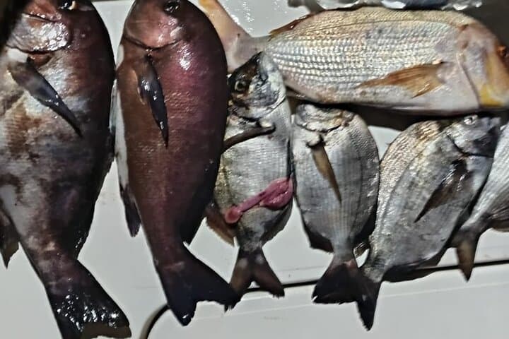 Private Fishing Tour in Manilva 5