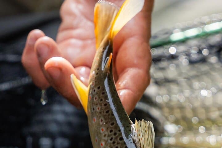 Ligurian Alps Fly Fishing Fishing Experience Nature and Tradition 3