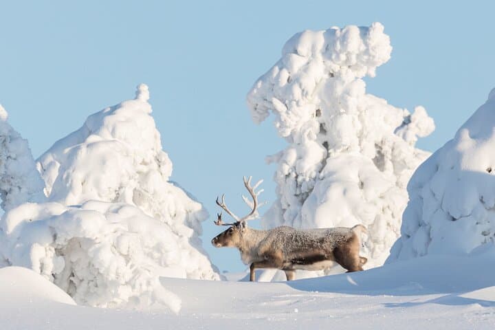 Lapland Wilderness Day Experience in Levi 4