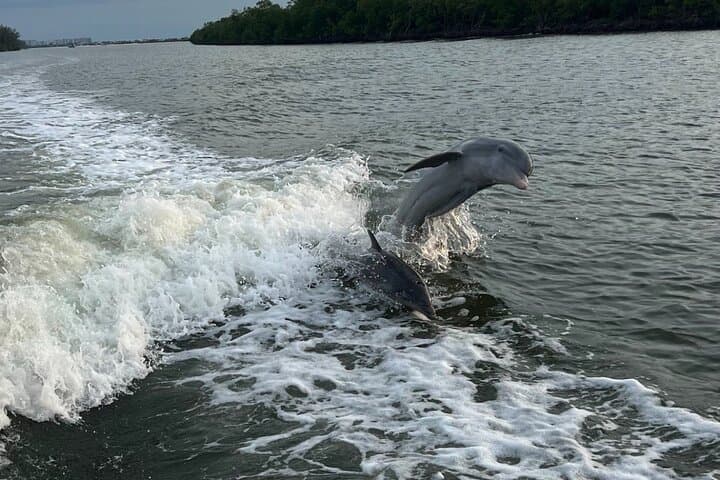  Private 4 Hour Shelling , Fishing and Eco Tour Marco Island FL 5