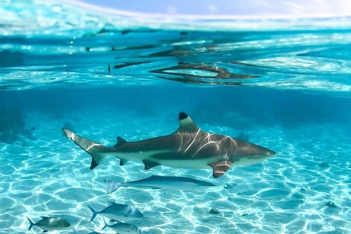 Discovery of the lagoon DE Moorea Visit and Snorkeling 5 Pax Max 5