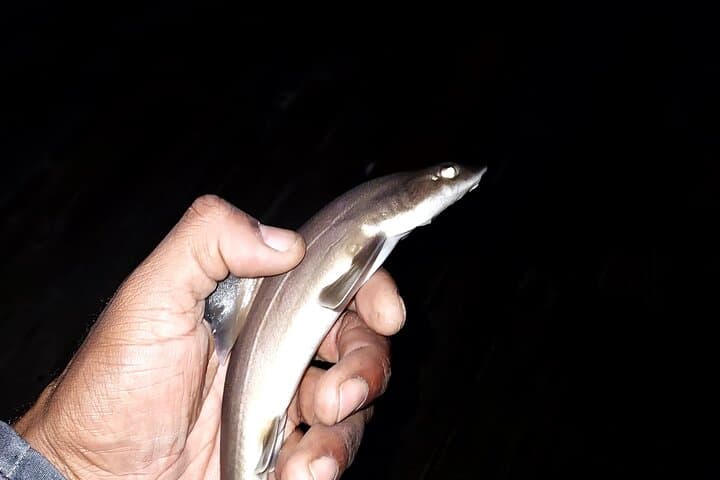 Bay Area Pier Fishing Adventure 2