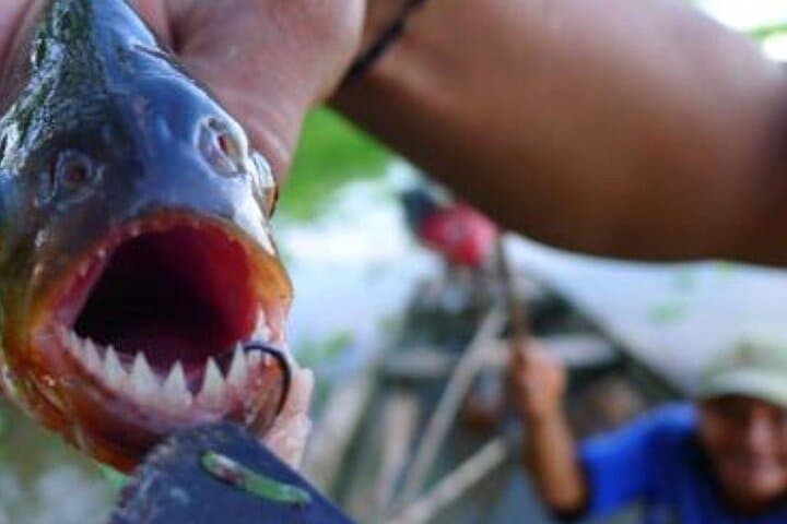 Piranha Fishing in Tambopata  2