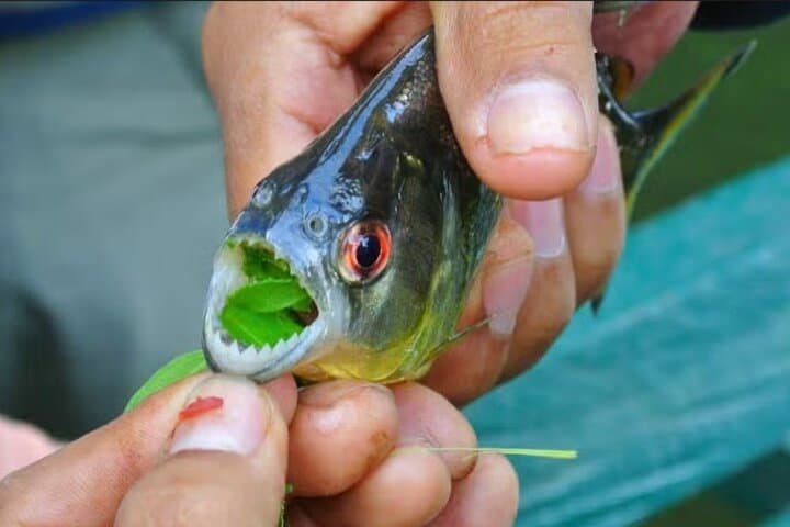 Piranha Fishing in Tambopata  4