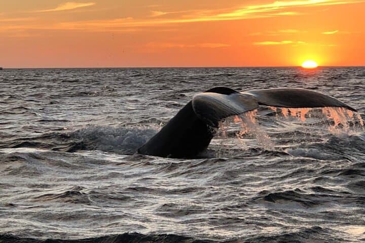 Coco Ocean Fun Day: Fish, Snorkel & Feast 4