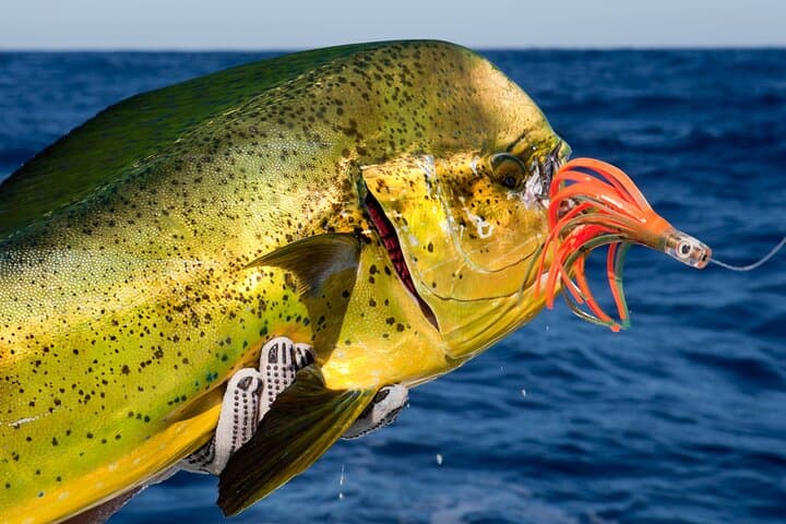 Deep Sea Fishing in Zanzibar – Catch Tuna, Sailfish & Marlin 2