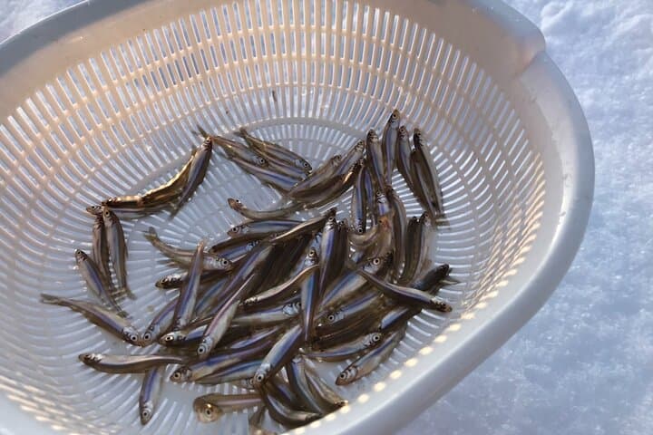 Half-Day Smelt Fishing Experience with Sapporo Pick-Up 4