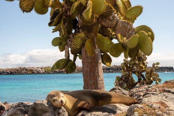 Premium Daily Tour to Santa Fe Island