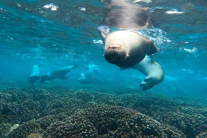 Premium Daily Tour to Santa Fe Island 3