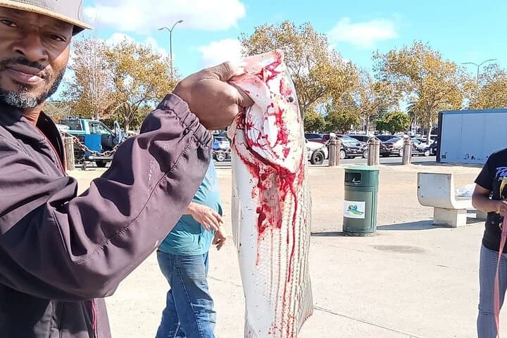 Bay Area Pier Fishing: Striped Bass Hunting (No license Required) 3
