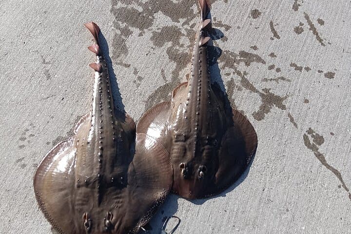 Bay Area Pier Fishing: Sturgeon, Sharks, and Stingray Hunt 5