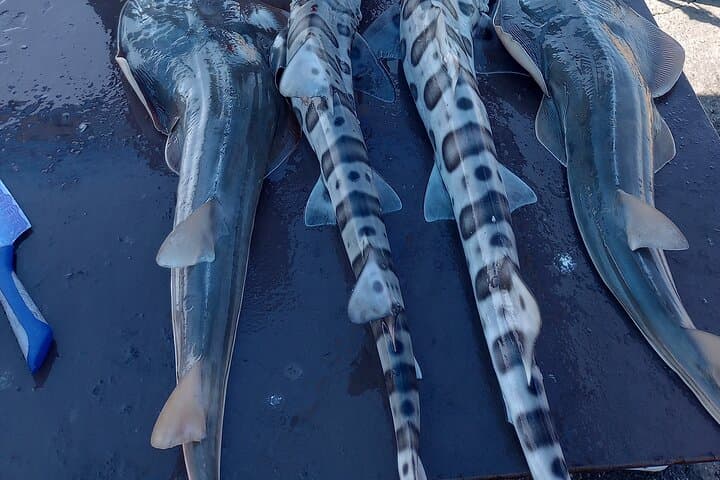 Bay Area Pier Fishing: Sturgeon, Sharks, and Stingray Hunt 3