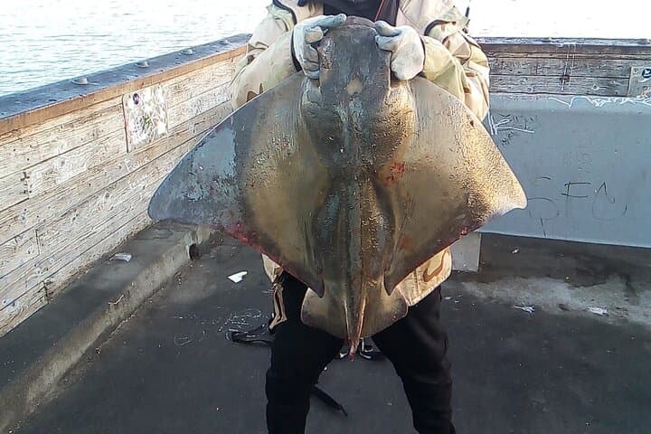 Bay Area Pier Fishing: Sturgeon, Sharks, and Stingray Hunt 4