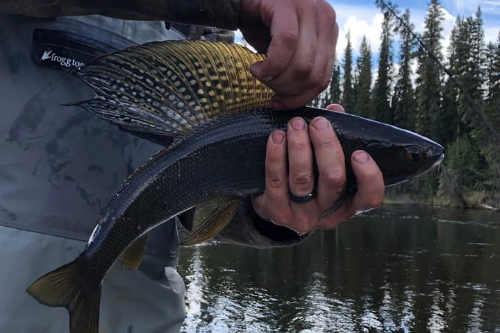 Emocionantes Tours de Pesca Guiados en el Río Chena