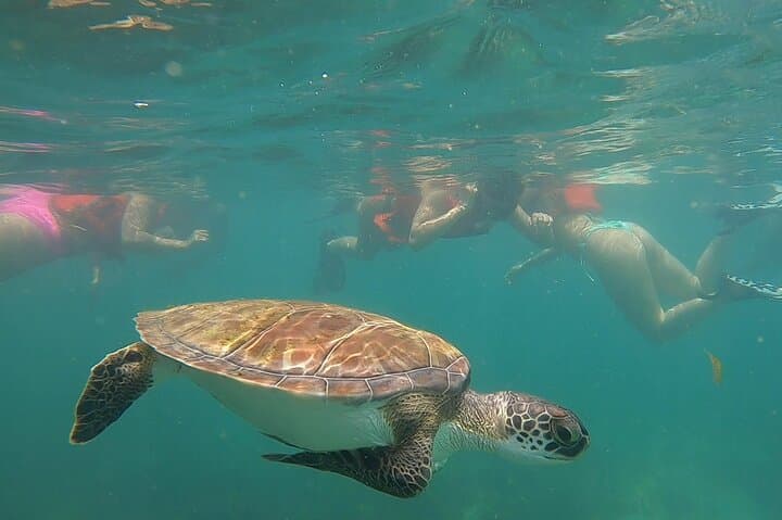 Aventura de Snorkel con Tortugas en San Juan - Photo 4