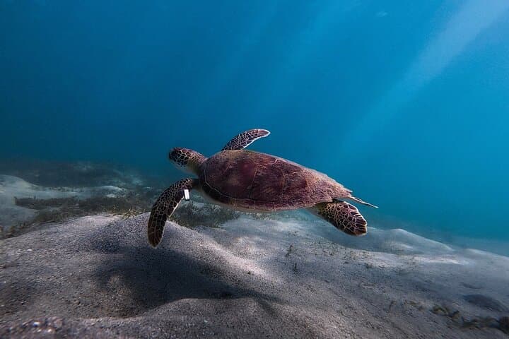 Aventura de Snorkel con Tortugas en San Juan - Photo 2