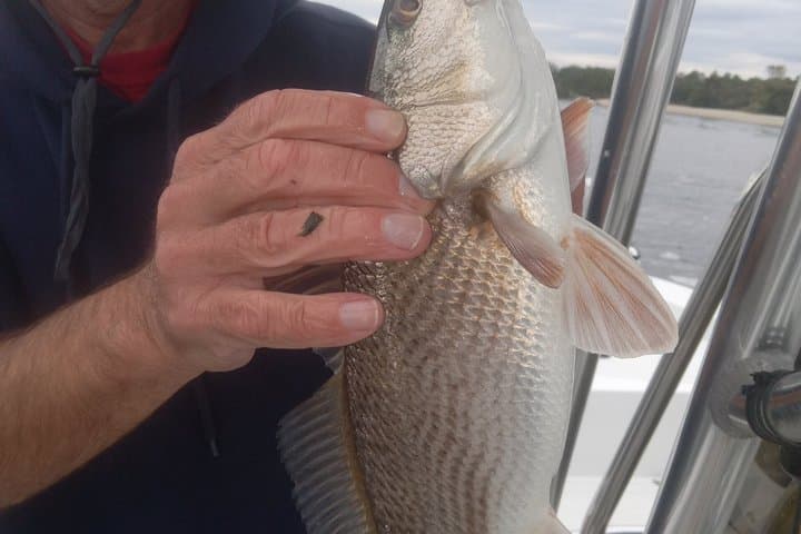 Captain Quick Fishing Charters: Your Ultimate Fishing Adventure - Photo 5