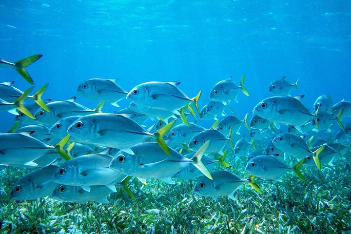 Barrier Reef Snorkel &#038; Fishing Combo